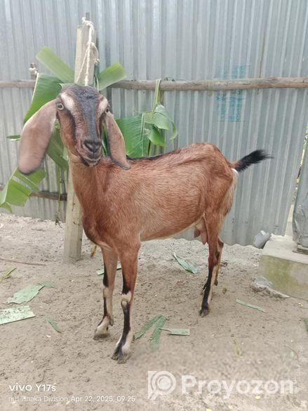 রাম ছাগল(মেয়ে)