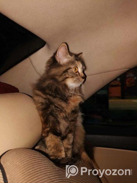 পার্সিয়ান ট্রিপল কোট বিড়াল