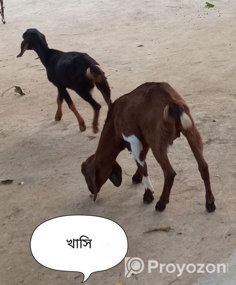 ২টি খাসি ১ টি ছাগল বিক্রয়