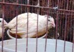 সাদা ডিম পারতেছো রানিং কোয়েল পাখি