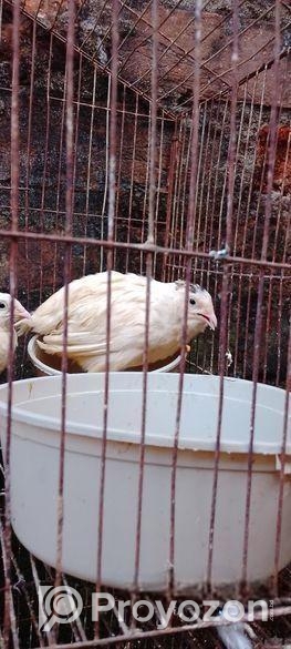 সাদা ডিম পারতেছো রানিং কোয়েল পাখি