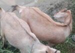 Goat ছাগল