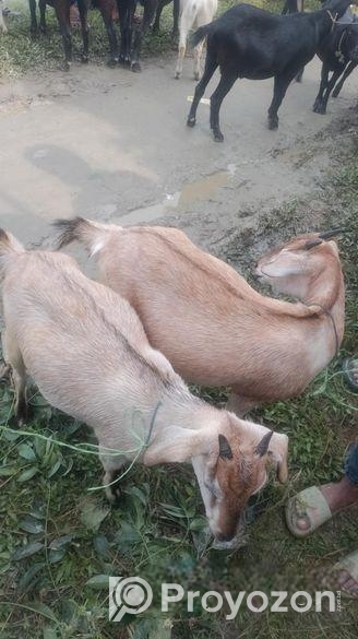 Goat ছাগল