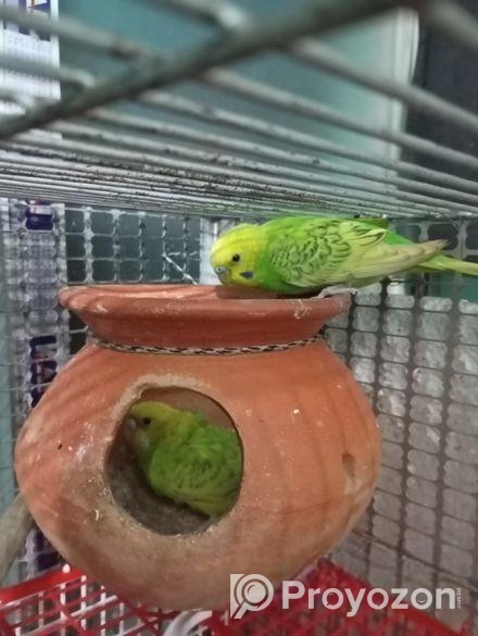 5 টি ঝুটিওয়ালা বাজিগর পাখি খাতা সহ বিক্রি করা হবে