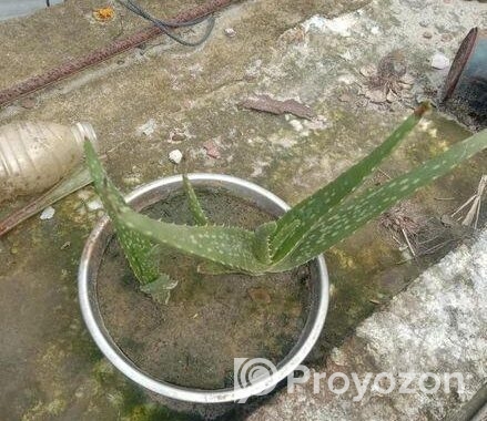 এলোভেরার গাছ