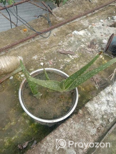 এলোভেরার গাছ