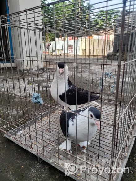 সিরাজী কবুতর