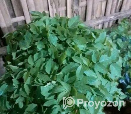 গ্রাফটিং টমেটো চারা
