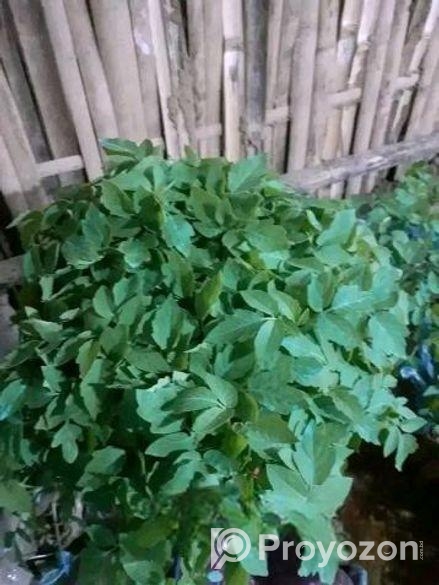 গ্রাফটিং টমেটো চারা