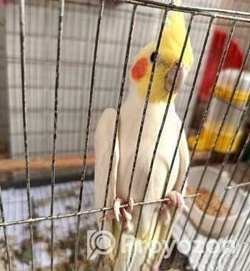 রানিং মেল কোকাটেল বিক্রি হবে