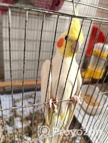 রানিং মেল কোকাটেল বিক্রি হবে