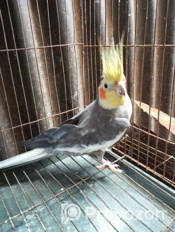 ককাটেল পাখি নর