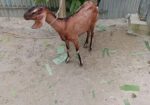 রাম ছাগল(মেয়ে)