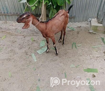 রাম ছাগল(মেয়ে)