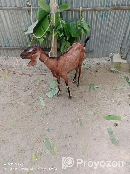 রাম ছাগল(মেয়ে)