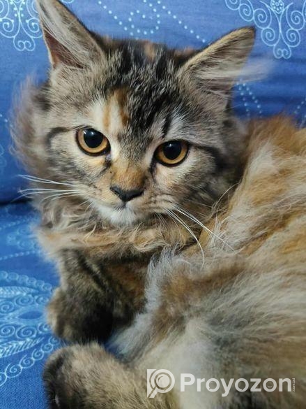 পার্সিয়ান ট্রিপল কোট বিড়াল