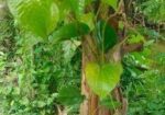 চুইঝাল