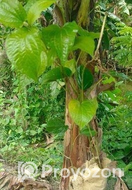 চুইঝাল