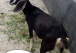 ২টি খাসি ১ টি ছাগল বিক্রয়
