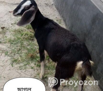 ২টি খাসি ১ টি ছাগল বিক্রয়