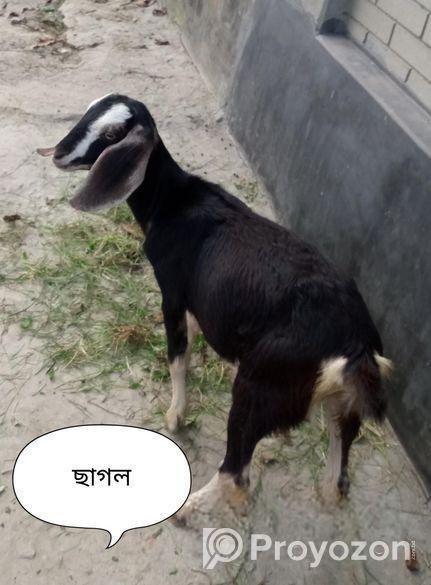 ২টি খাসি ১ টি ছাগল বিক্রয়
