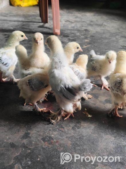 কলম্বিয়ান লাইট ব্রাহামা বাচ্চা