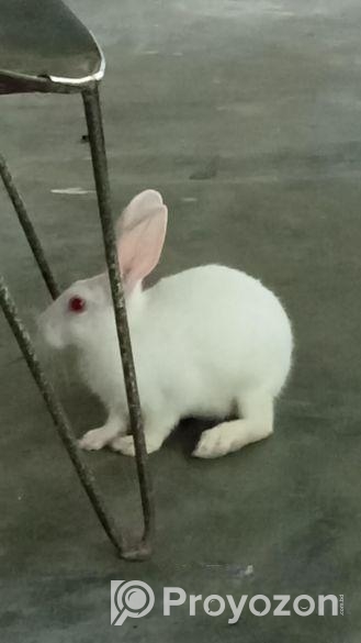 একটা বড় খরগোশ বিক্রি হবে