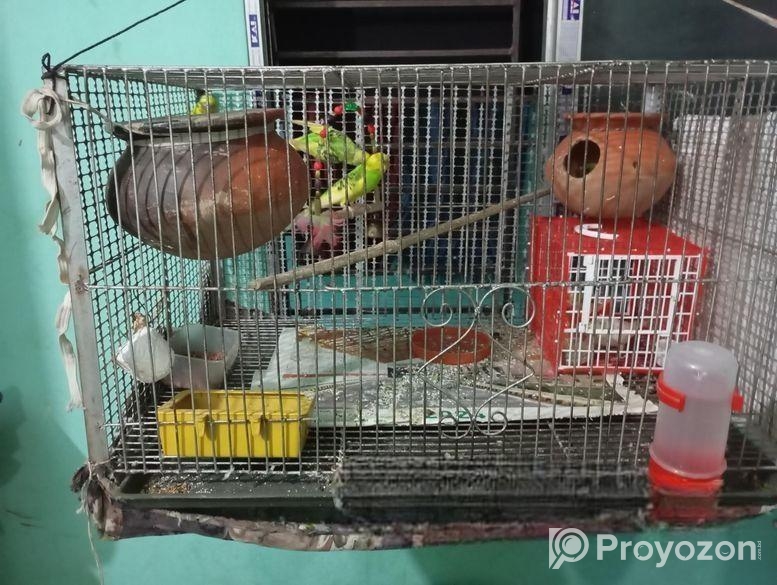 5 টি ঝুটিওয়ালা বাজিগর পাখি খাতা সহ বিক্রি করা হবে