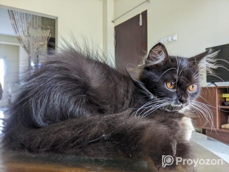 ট্রেডিশনাল পার্সিয়ান বিড়াল