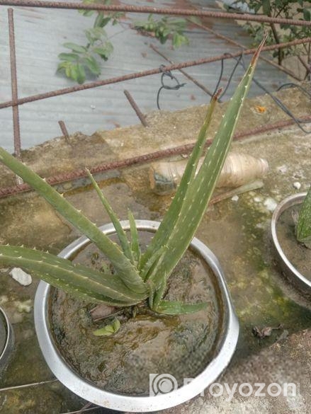 এলোভেরার গাছ