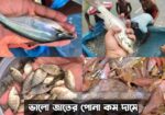 শিং মাগুর সহ সকল প্রকার মাছের পোনা সরাসরি হ্যাচারি