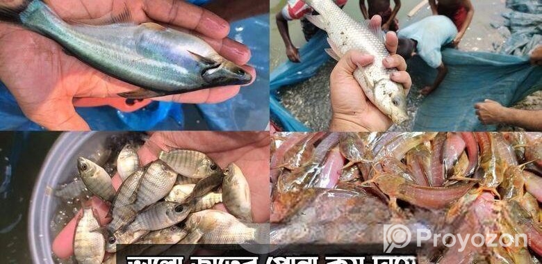 শিং মাগুর সহ সকল প্রকার মাছের পোনা সরাসরি হ্যাচারি