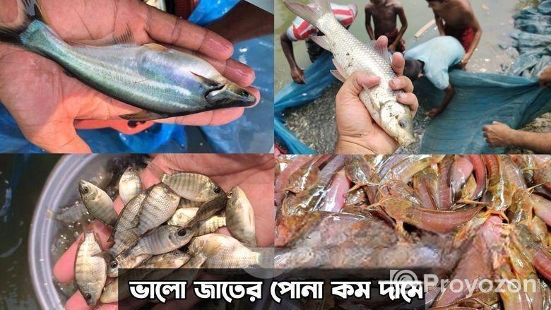 শিং মাগুর সহ সকল প্রকার মাছের পোনা সরাসরি হ্যাচারি