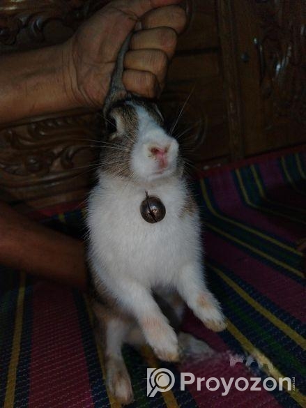 Rabbit sale Hobe
