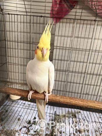 রানিং মেল কোকাটেল বিক্রি হবে