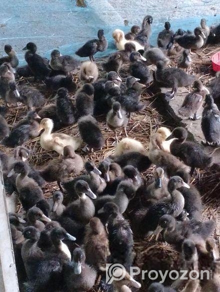 হাঁসের বাচ্চা বিক্রি হবে