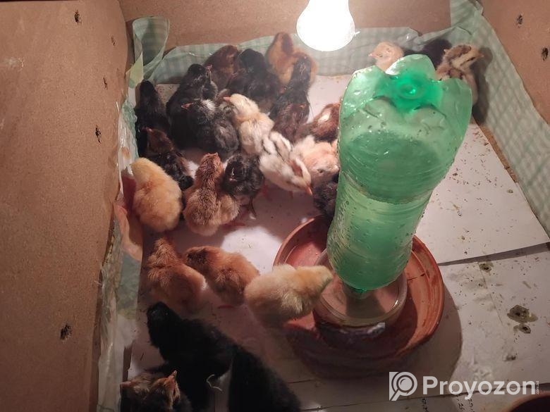 দেশি মুরগির বাচ্চা