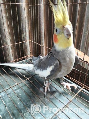 ককাটেল পাখি নর