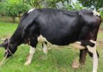 Big sized Holstein Friesian cow for sell