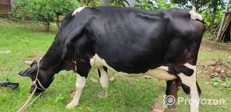 Big sized Holstein Friesian cow for sell