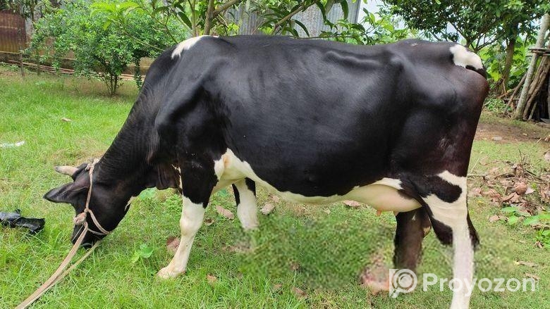 Big sized Holstein Friesian cow for sell