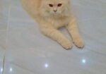 Traditional Persian Cat