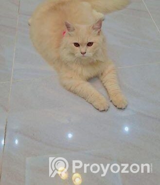 Traditional Persian Cat