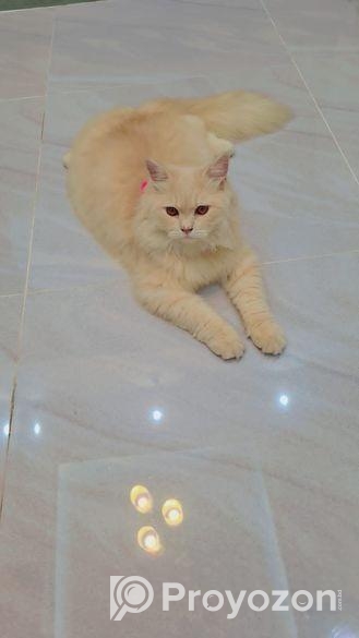 Traditional Persian Cat