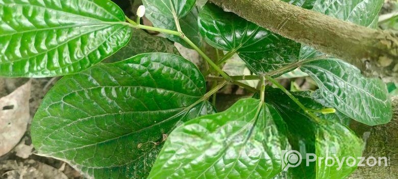 চুইঝাল