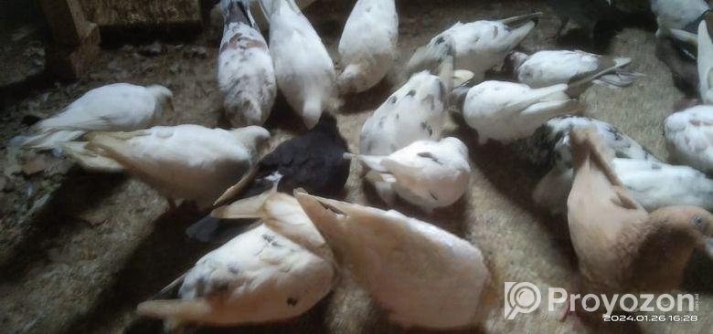 জরুরী ভিত্তিতে কিছু কবুতর বিক্রি করা হবে