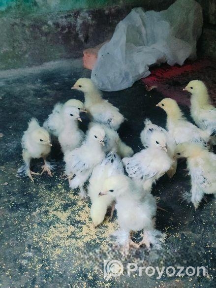 কলম্বিয়ান লাইট ব্রাহামা বাচ্চা