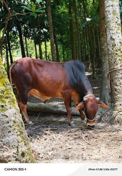 গরু সাড়