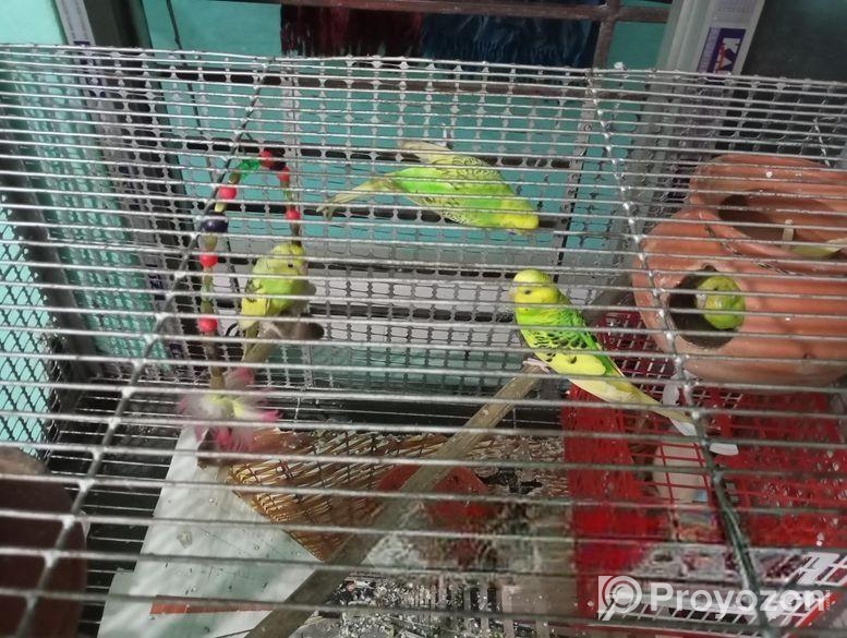 5 টি ঝুটিওয়ালা বাজিগর পাখি খাতা সহ বিক্রি করা হবে