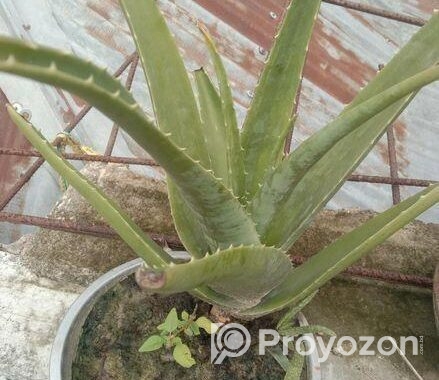 এলোভেরার গাছ